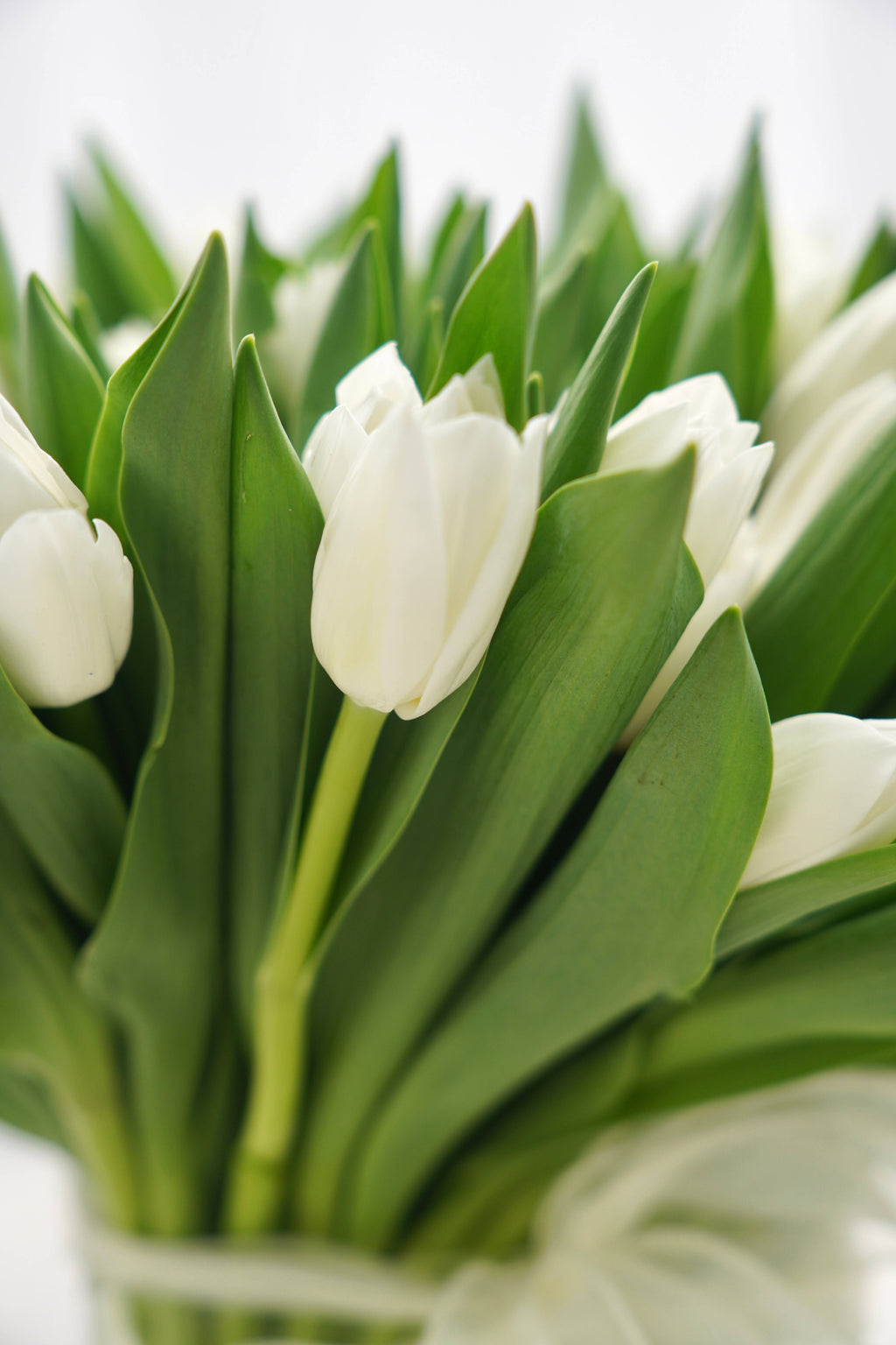 Spring In A Bottle | Tulip With Vase