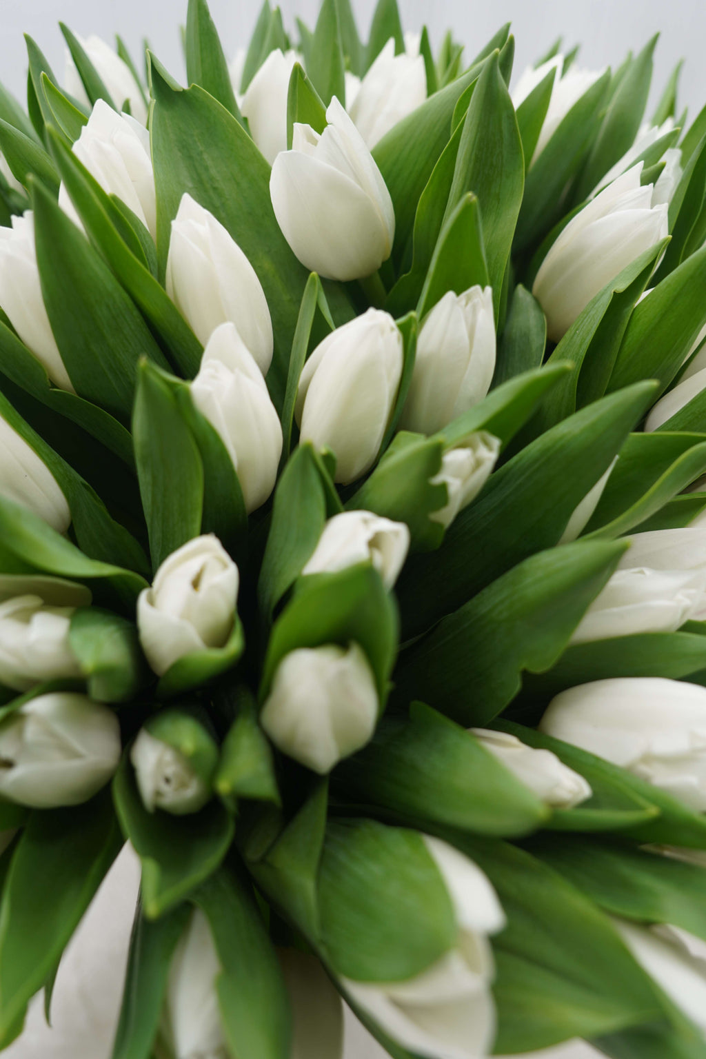 Spring In A Bottle | Tulip With Vase