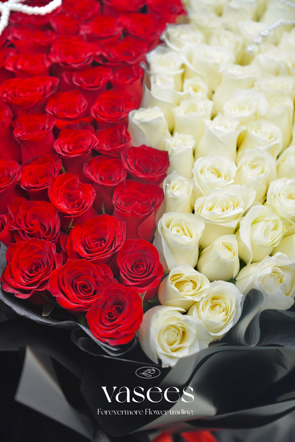 Volcanoes In Iceland | Red And White Double Roses