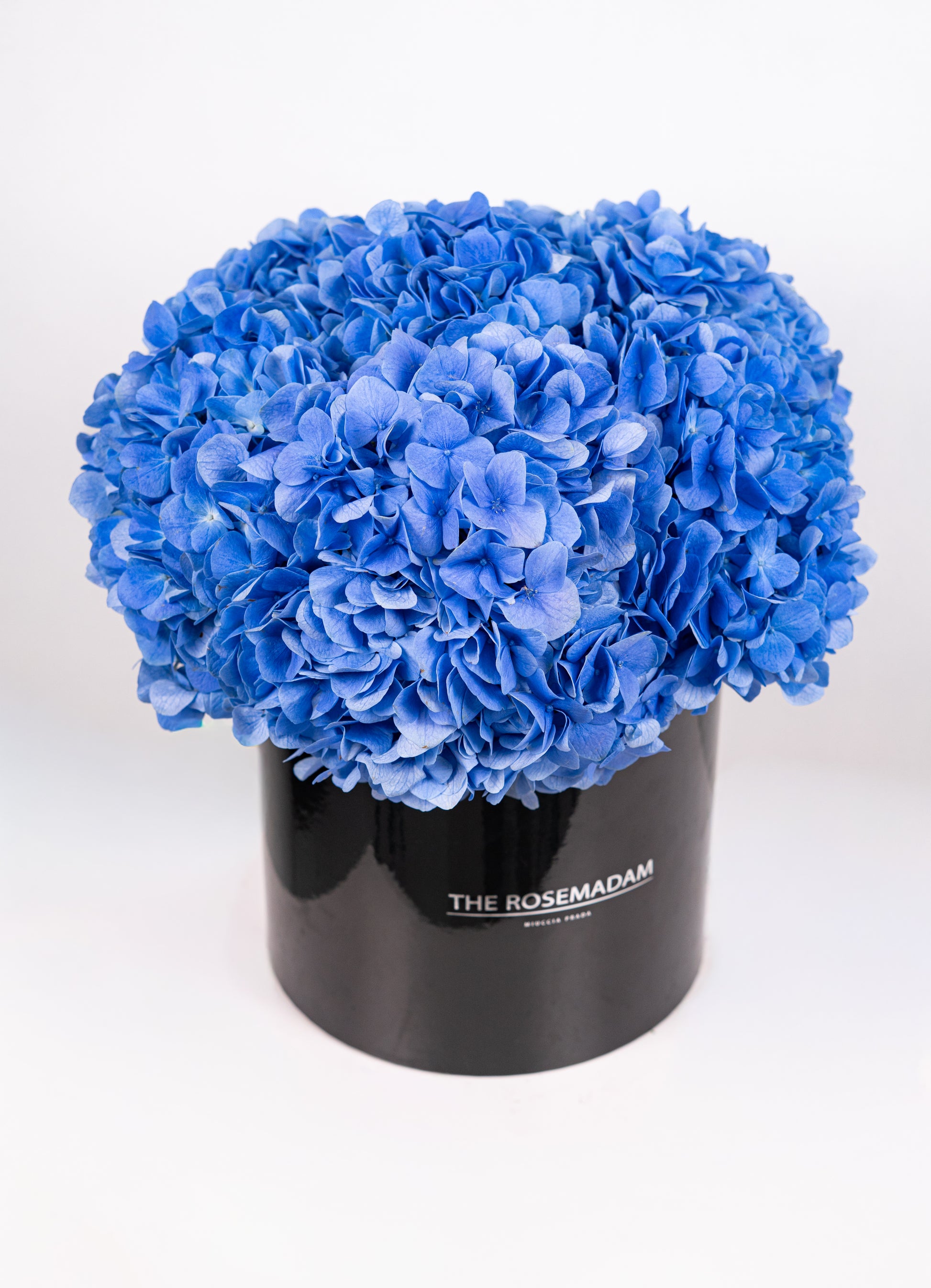 Midnight Sky Hydrangea