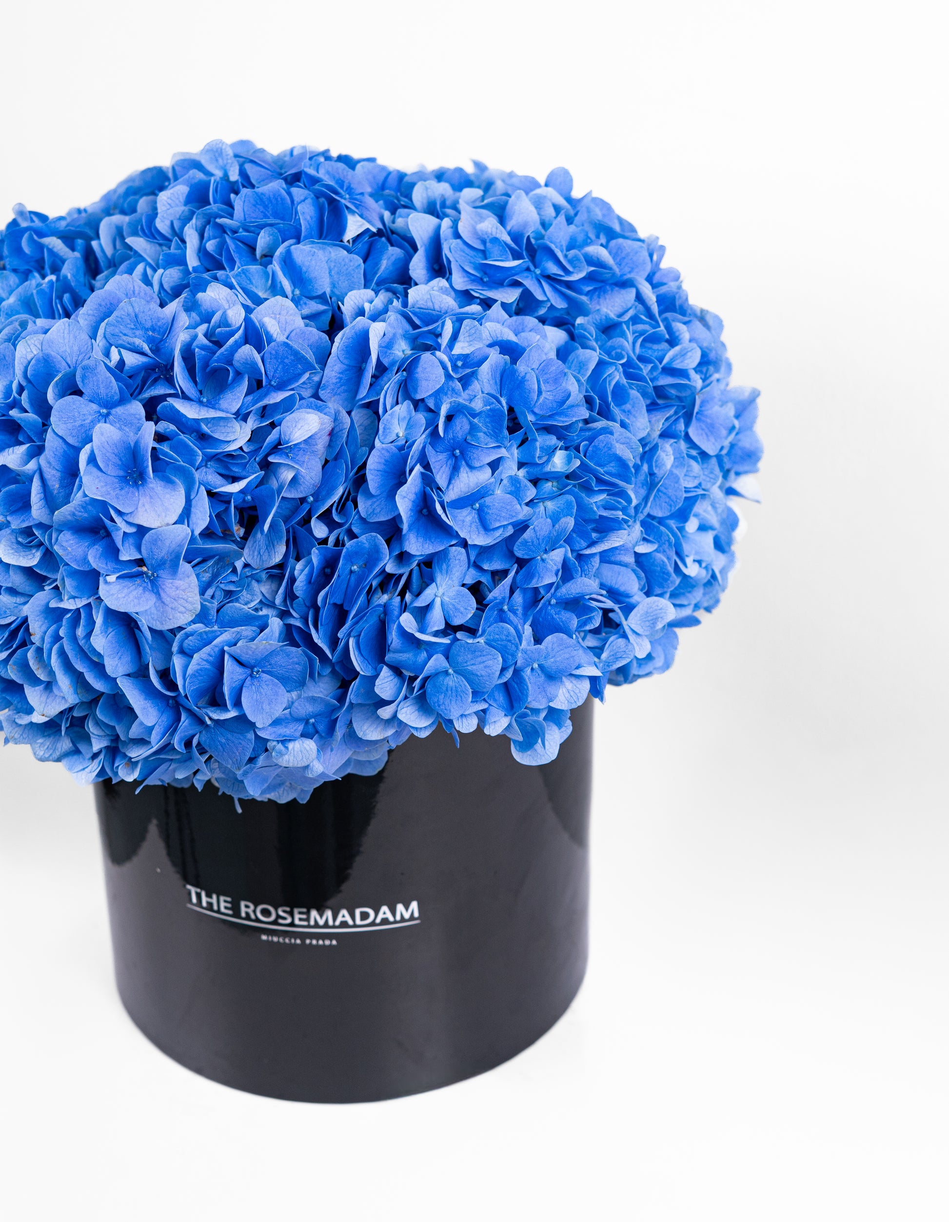 Midnight Sky Hydrangea