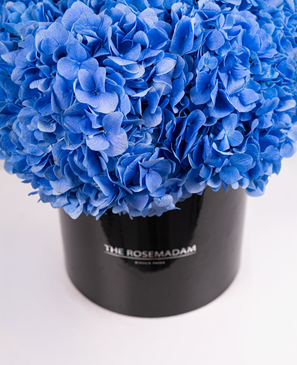 Midnight Sky Hydrangea