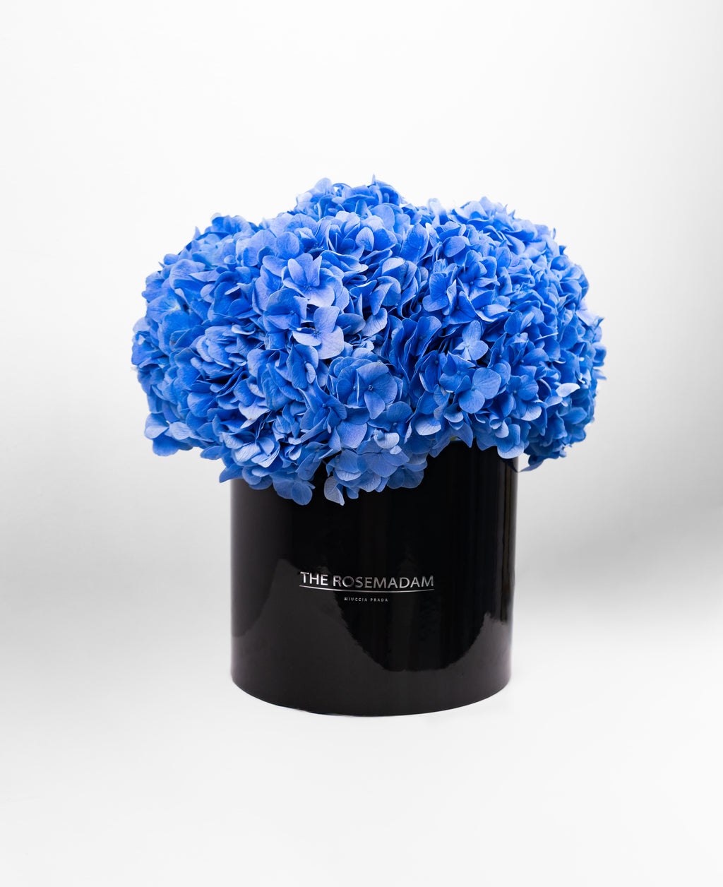 Midnight Sky Hydrangea