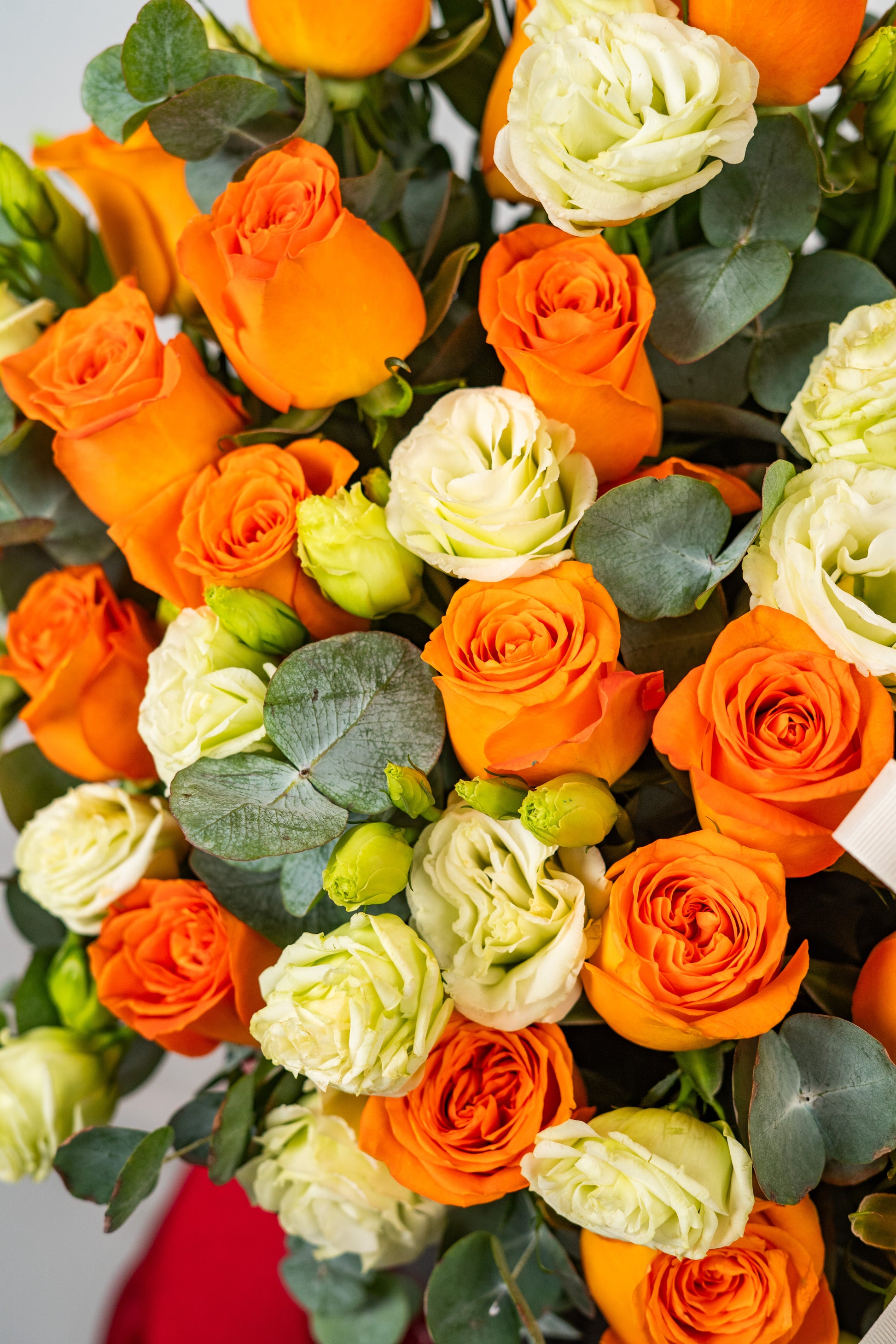 orange ROSE ALLURE