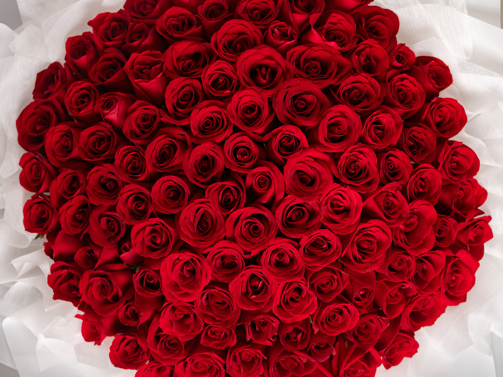 Classic Red Roses