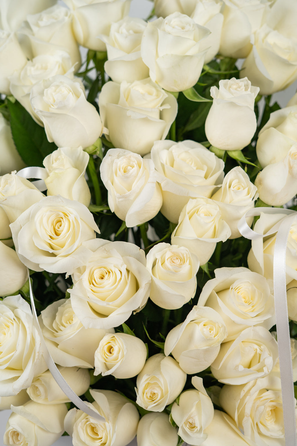 MOONLIGHT GARDEN BOX