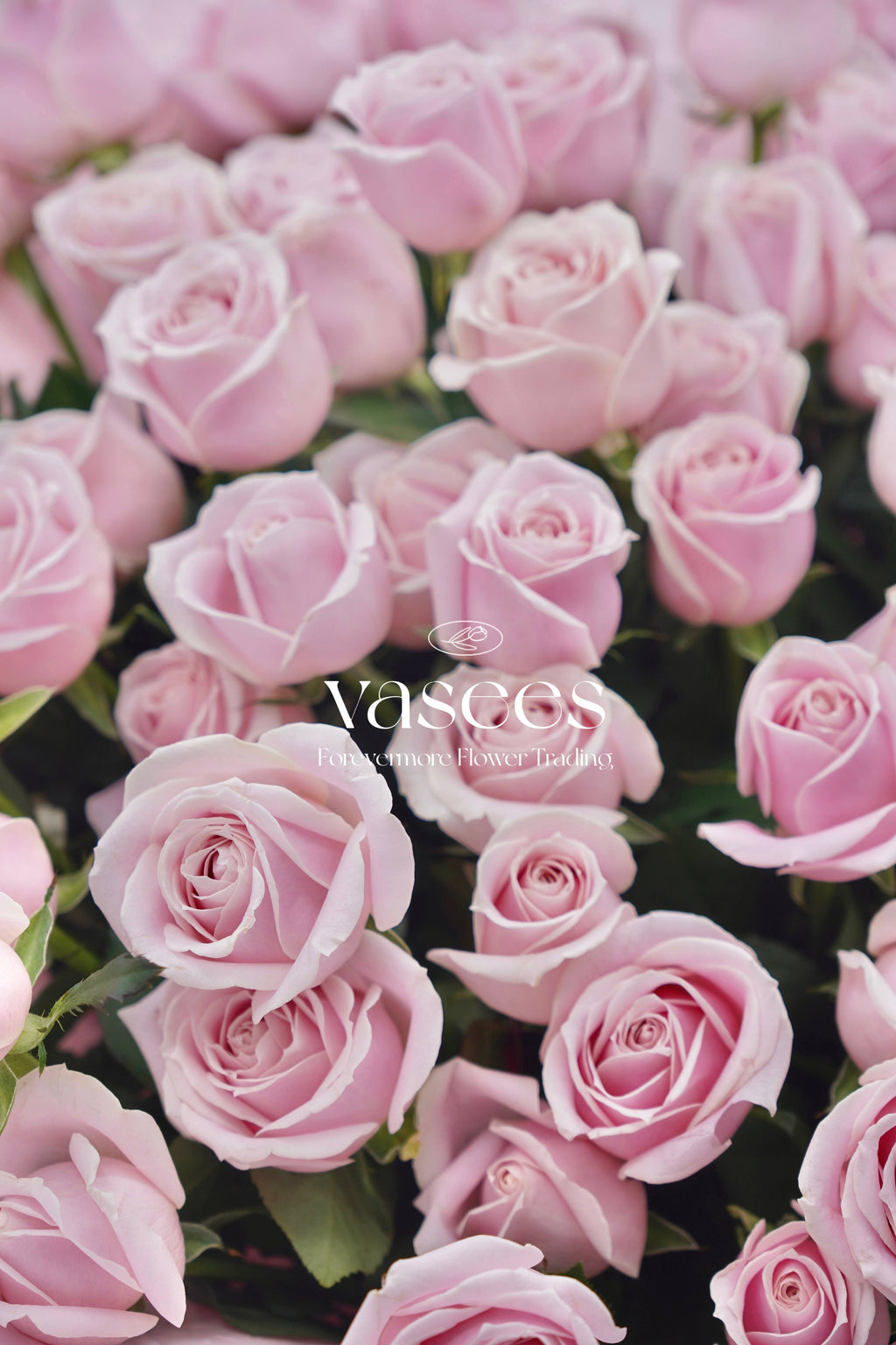 Pink Story |  Premium  Pink  Roses